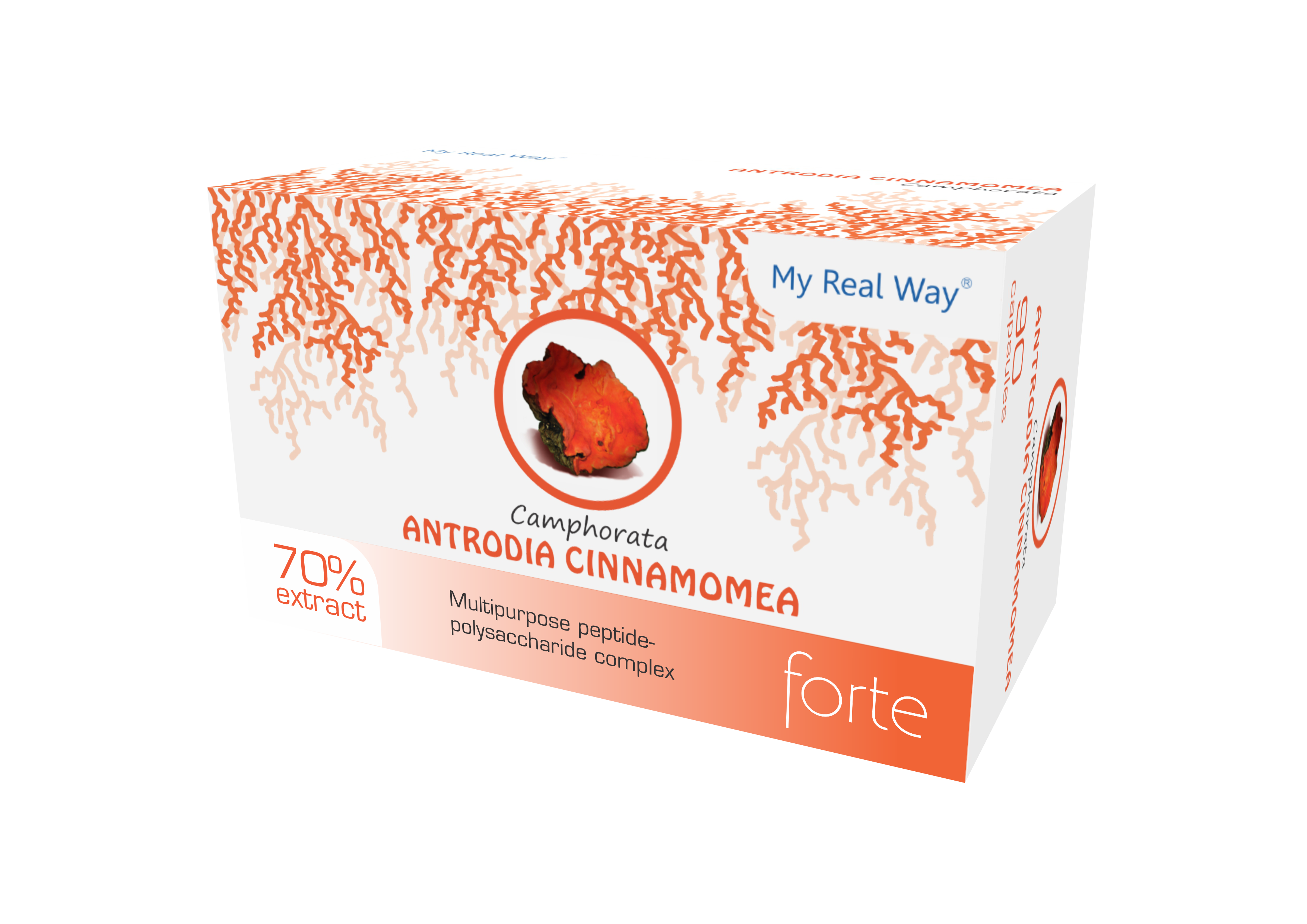 Antrodia Cinnamonea Camphorata